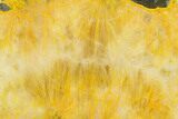 Polished Bumblebee Jasper Slab - Indonesia #338304-1